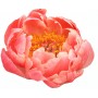 Peonija  `Coral Charm`